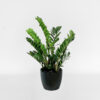 Green Plant, Send Flowers, Roper and Sons