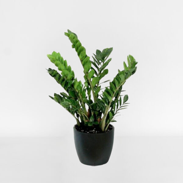 Green Plant, Send Flowers, Roper and Sons